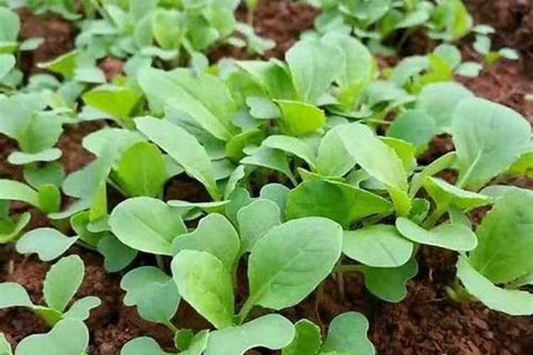 香菜籽怎么种才能尽快发芽