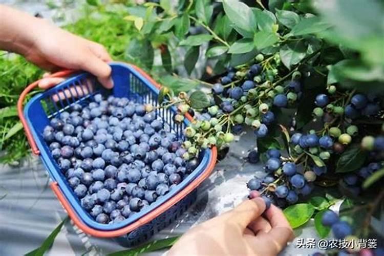 蓝莓应该施用什么样的肥料？