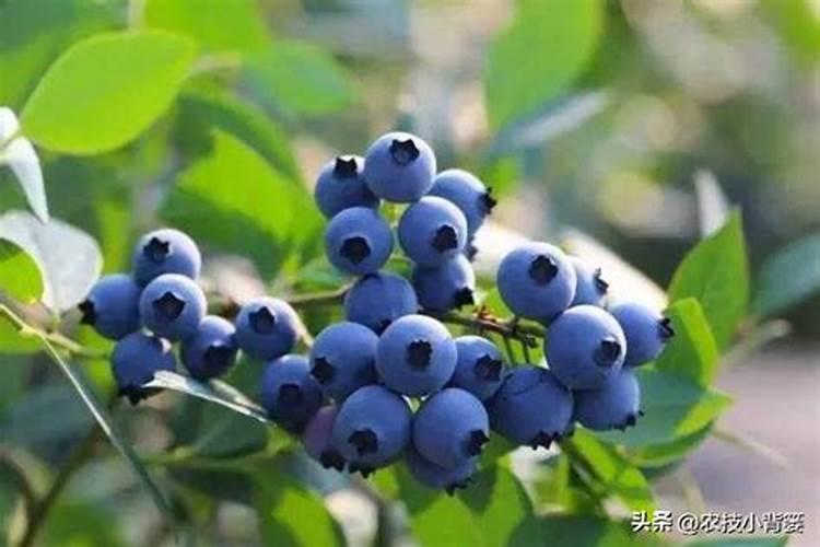 蓝莓施什么肥