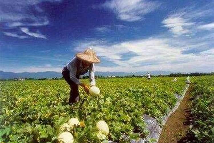 南京红三角复合肥招代理吗