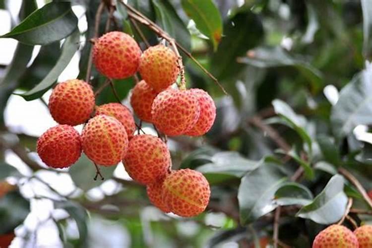 荔枝用什么果树水溶肥能增甜耐储