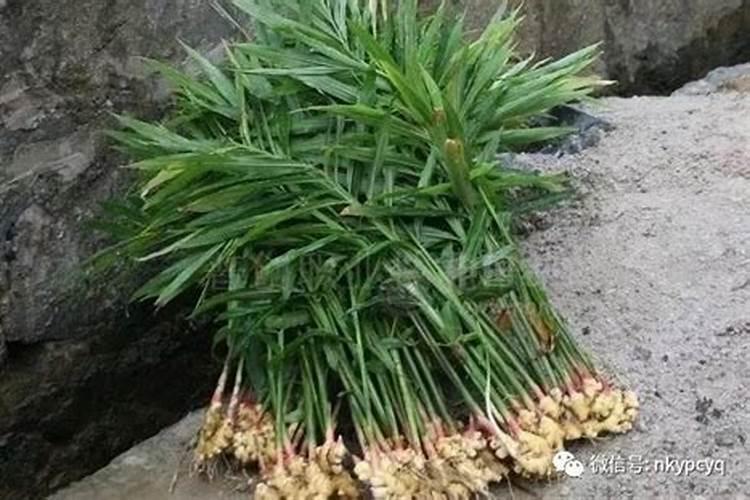 大姜用磷酸二氢钾滴灌好吗