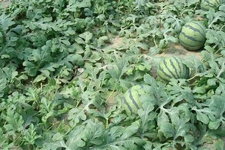 7月份用矿源黄腐酸钾的地区