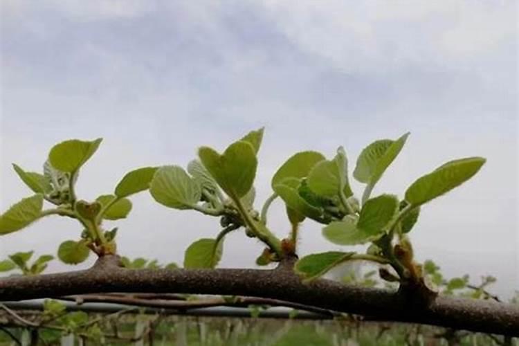 猕猴桃幼果膨大期氮磷钾怎么施肥更合理