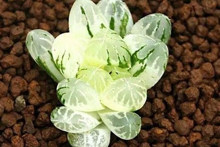 请问钙镁磷肥和过磷酸钙作为磷肥放果树哪种更好点？