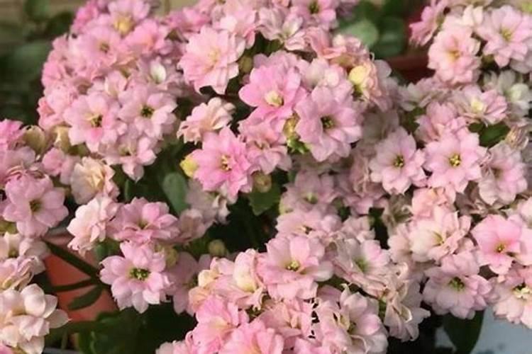 茉莉花最忌讳三种肥料