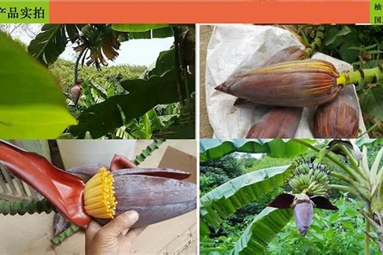 芭蕉树冬天会不会冻死