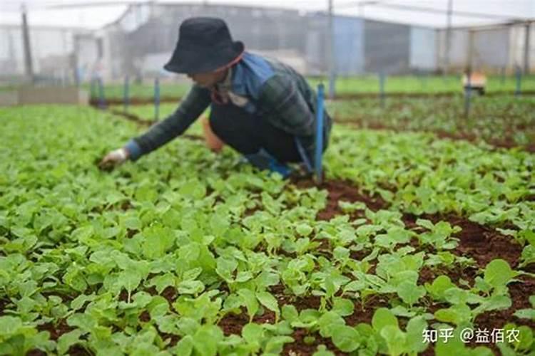 香菜的生长特性和需肥特性都有哪些要点？