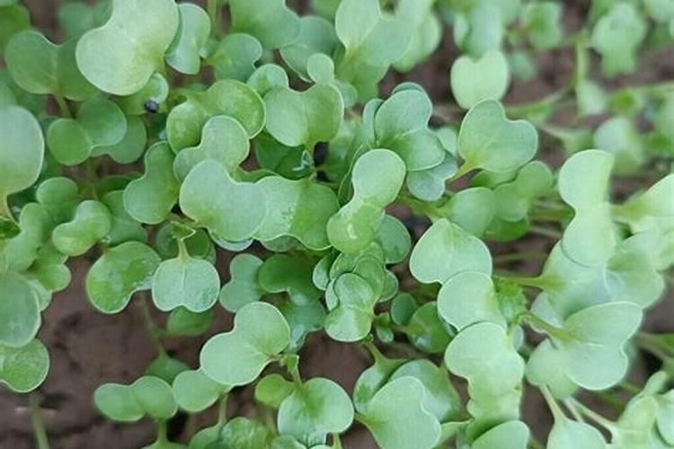 夏天可以种香菜吗