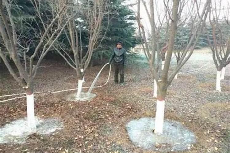 小麦在什么时间浇水最好呢？化肥怎么用最合理？