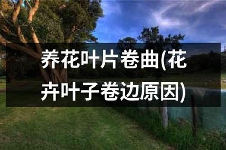 牡丹叶子发黄发焦(牡丹叶子发黄发焦怎么办？教你从源头解决养护难题...