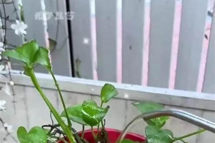 绿萝复合肥施重了叶子萎缩怎么办