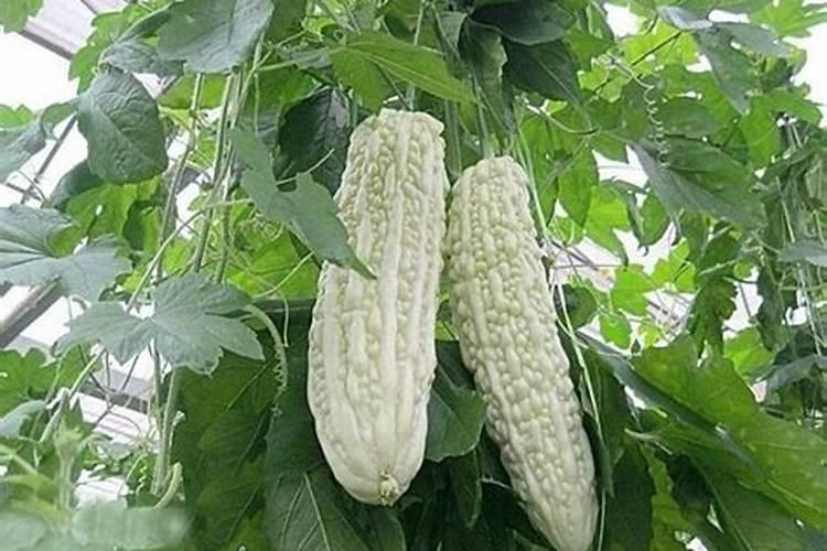苦瓜施肥时间,施肥方法,施肥注意事项