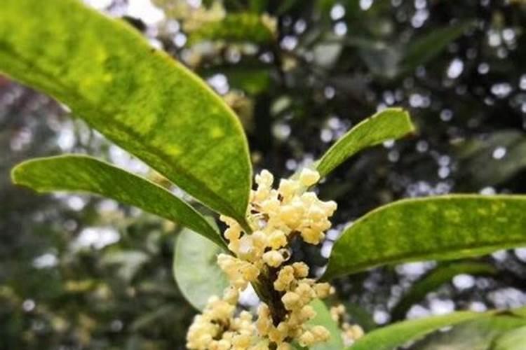 桂花树施什么肥合适