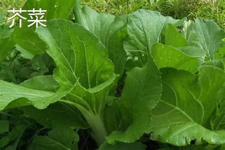 硼对滴灌作物生长的影响是什么？如何科学滴施硼肥？