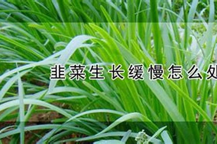 韭菜如何施肥？韭菜施肥方法