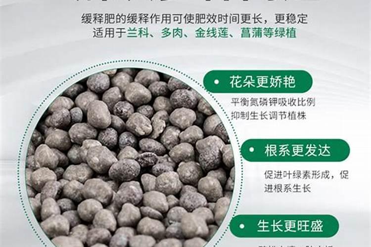 用什么给兰花施肥比较好