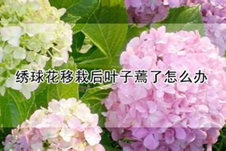 绣球花叶片发黄原因和处理方法