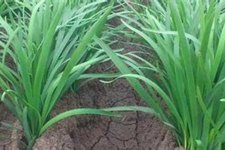 韭菜用什么肥料