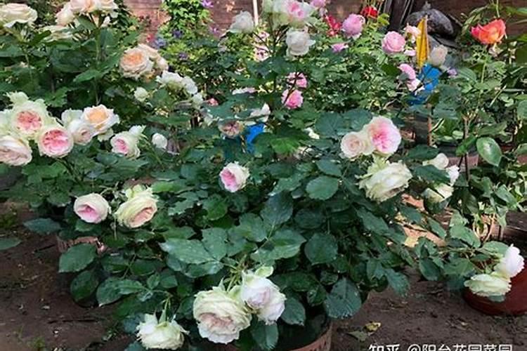 月季花白粉病的防治