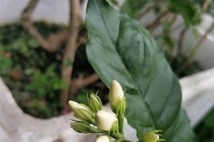 茉莉花怎么施肥施什么肥