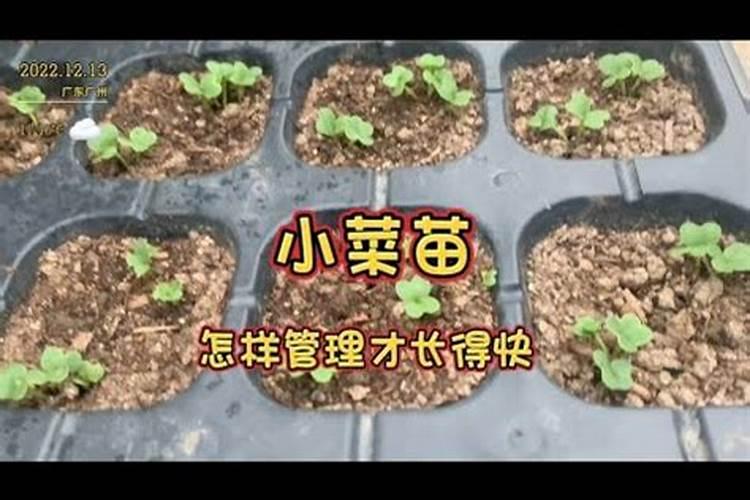 小麦防冻专用叶面肥 小麦防冻措施