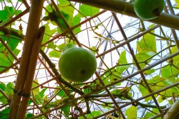 葫芦一年在什么时后浇水,浇几次水,和施几次肥,长的又大又好？