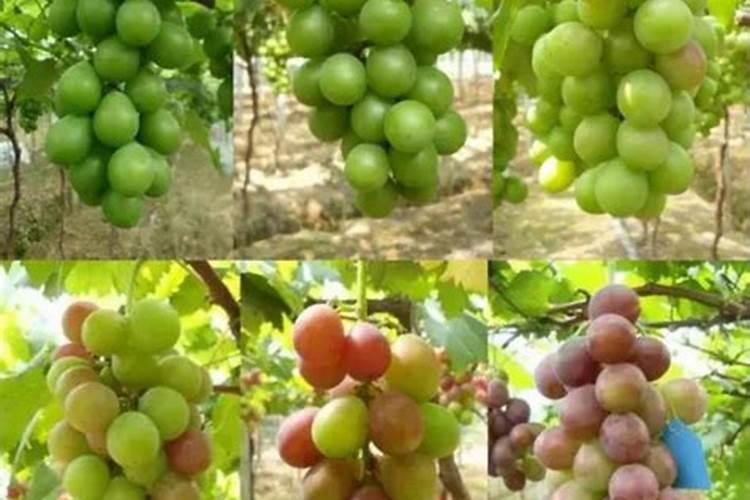 是氨基酸对葡着色好好是鱼蛋白对葡萄着色好？