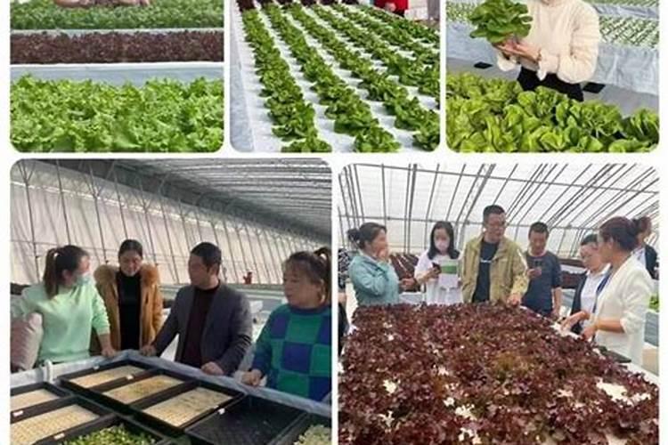 种菜最好的肥料第一名