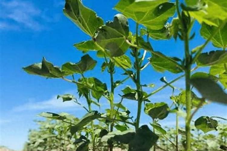 棉花施钾肥最佳时间 使用方法及注意事项