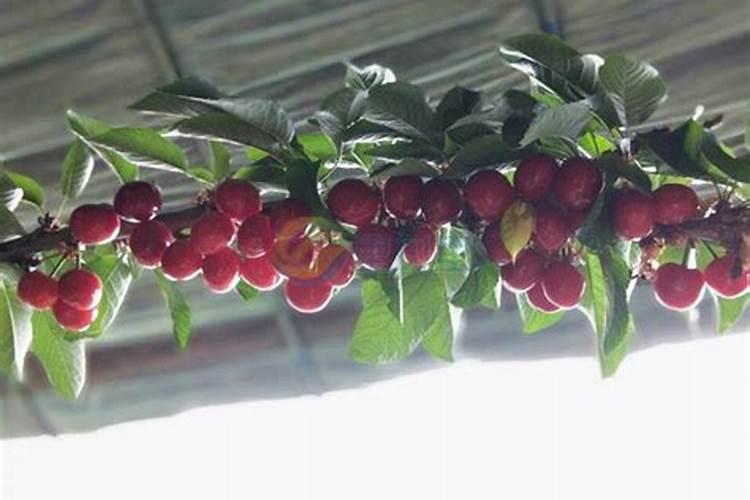 樱桃怎么浇水合理？施肥高产用哪种水溶肥好