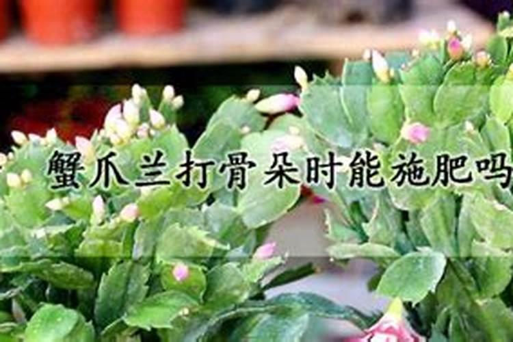 蟹爪兰怎么才能开花