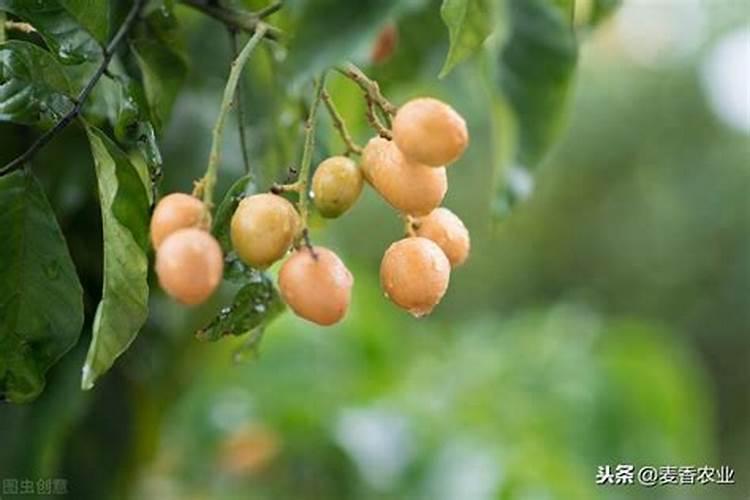 如何种植黄皮