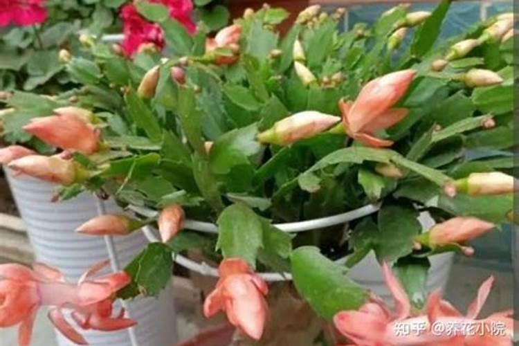 蟹爪兰有花苞了还能施肥吗