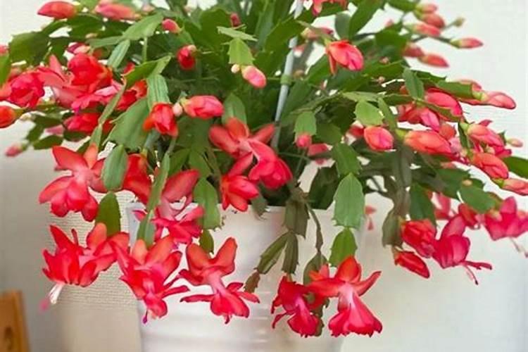 开花的时候怎么施肥浇水 蟹爪兰有花苞了还能施肥吗