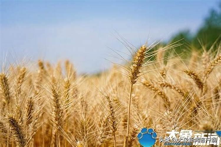 种植麦子怎么施肥