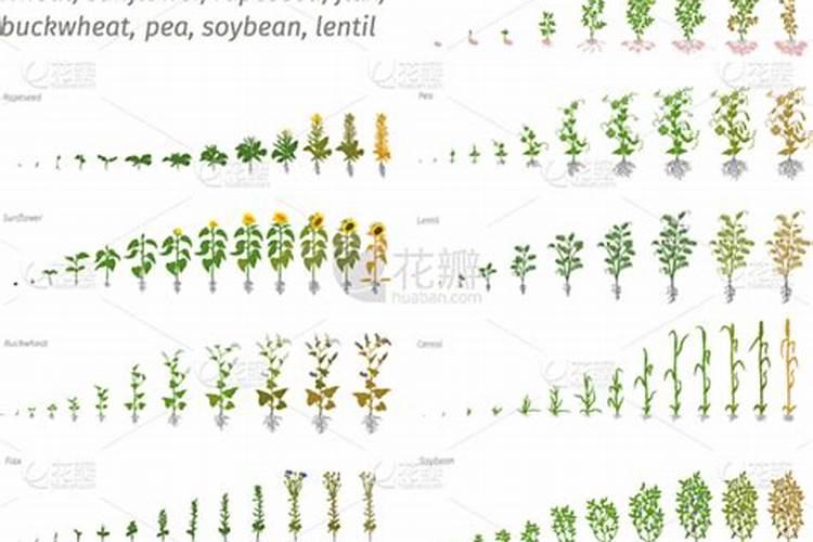华北地区油菜花最佳种植时间？