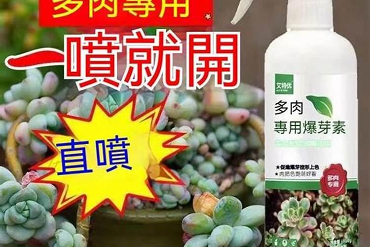 女雏多肉的简单介绍