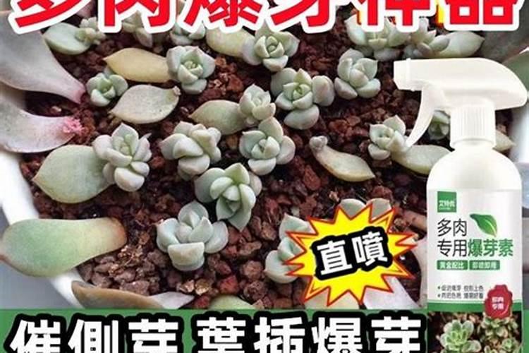 雨滴多肉会爆侧芽吗 如何养护生长更旺盛
