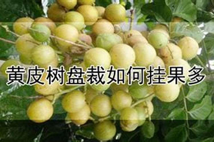 黄皮什么时候崔花？