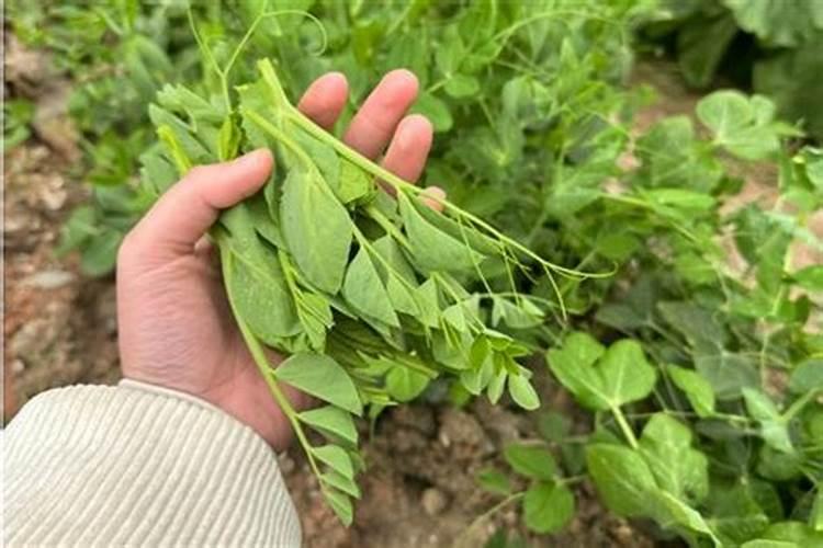 豌豆苗施什么肥料长的快长壮