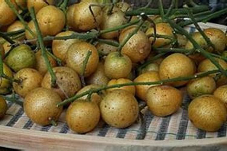 黄皮树开花后如何保果