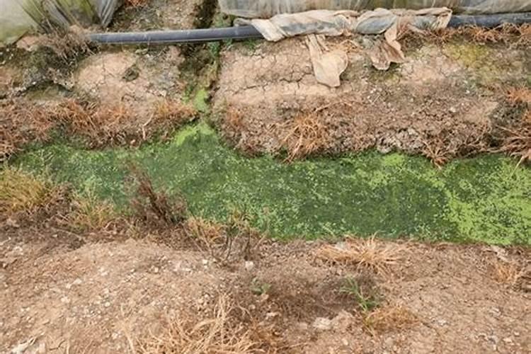 大棚地里长青苔怎么回事？