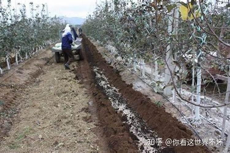 苹果树刚坐了小果,能用高钾肥吗？