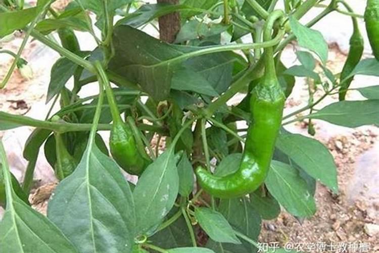 辣椒初花期每亩滴二公斤半高钾肥合适吗
