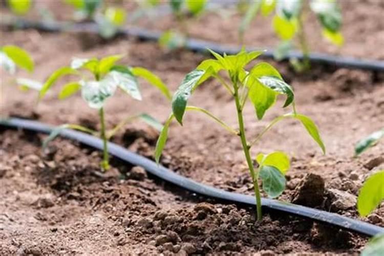 辣椒的种植需要什么肥料