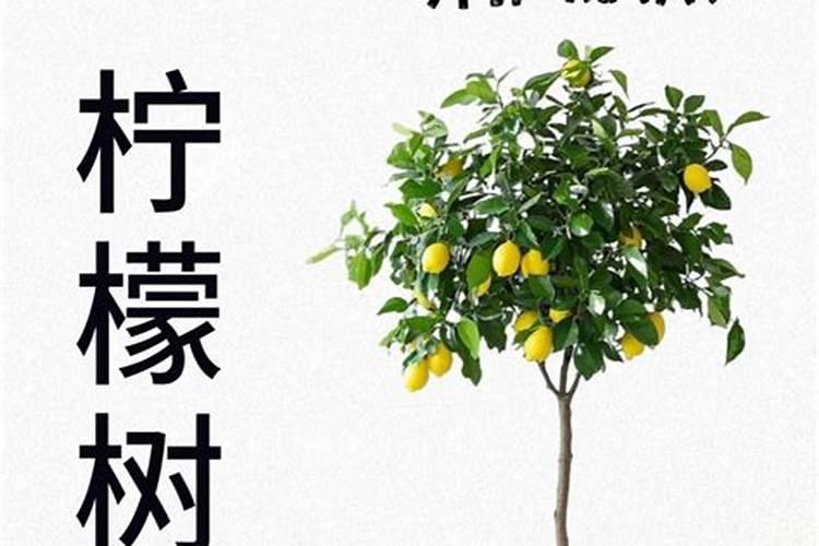 柠檬树叶片长小黑点？