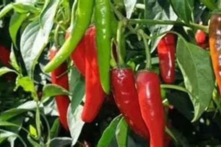 青辣椒叶子怎么了？