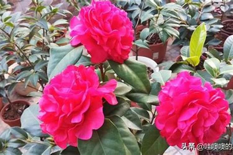 四季茶花用什么肥料好