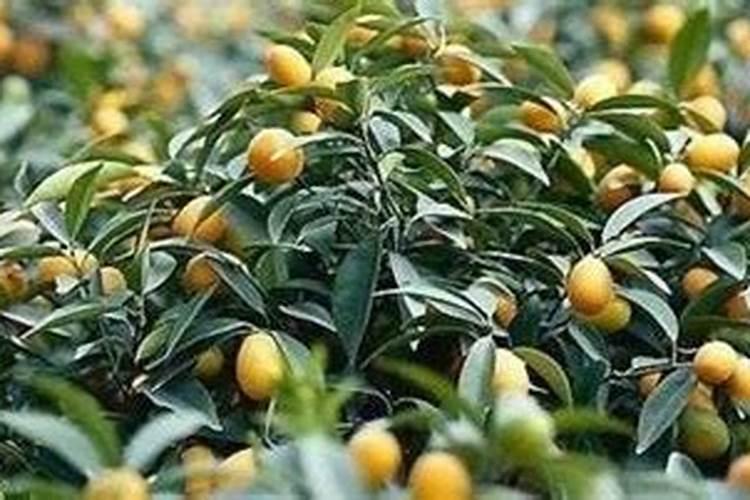 请问梨树怎样进行田间管理才能高产？